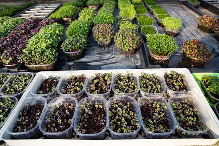 microgreens growing  organic bio gardeningの写真素材