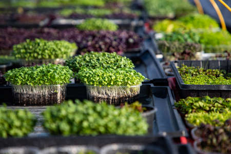 microgreens growing  organic bio gardening