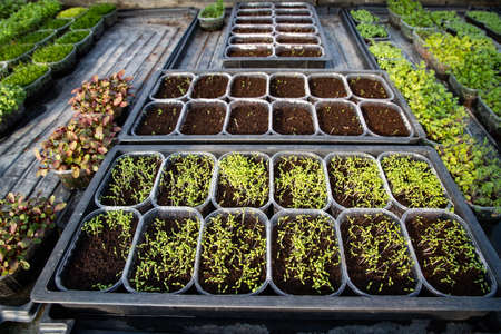 microgreens growing  organic bio gardeningの写真素材