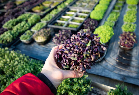 microgreens growing  organic bio gardening