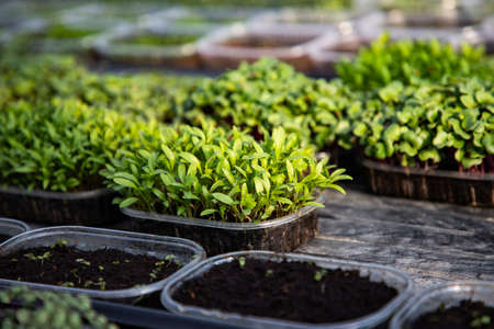 microgreens growing  organic bio gardeningの写真素材