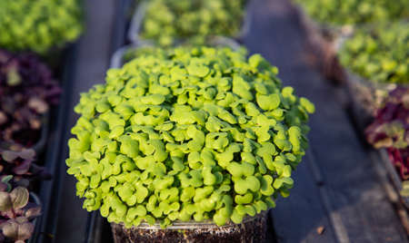 microgreens growing  organic bio gardeningの写真素材