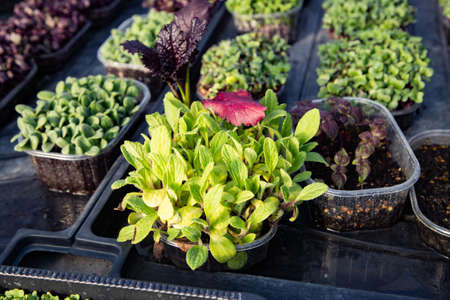 microgreens growing  organic bio gardeningの写真素材