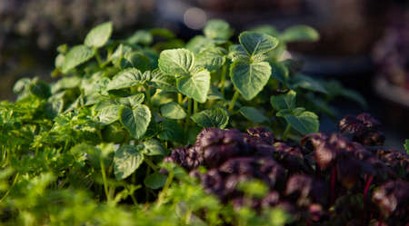 microgreens growing  organic bio gardening