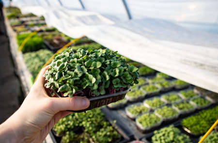 microgreens growing  organic bio gardening