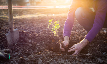planting a tree in springtime new life concept