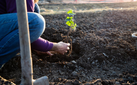 planting a tree in springtime new life concept