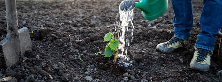 watering a freshly planted tree in springtime new life conceptの写真素材