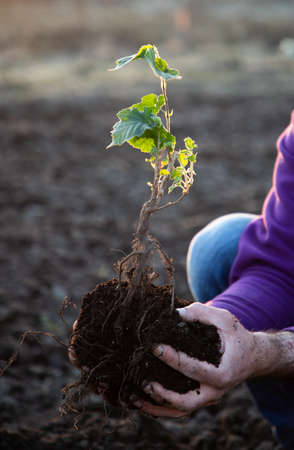 planting a tree in springtime new life concept