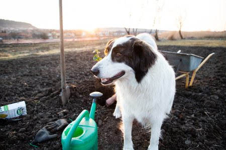 planting a tree in springtime new life conceptの写真素材