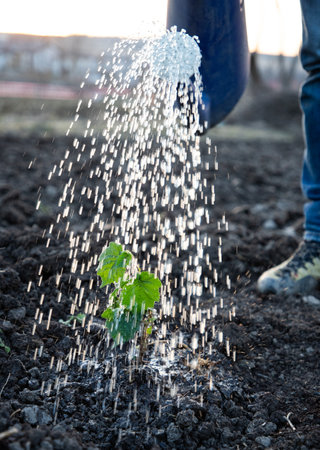 watering a freshly planted tree in springtime new life conceptの写真素材