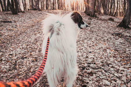 happy white dog walking in forestの写真素材