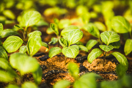 seedlings growing in spring organic bio gardening permacultureの写真素材