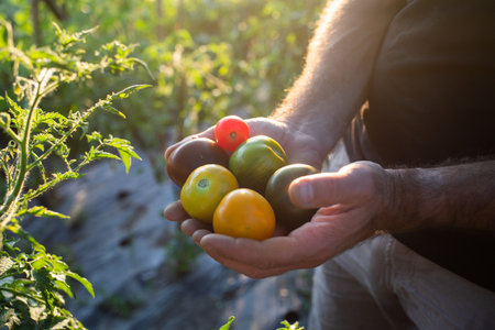 ripe organic tomatoes freshly collected eco gardeningの写真素材