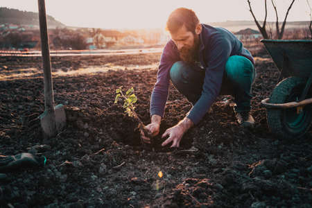planting a tree in springtime new life concept
