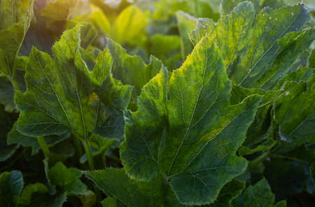 green squash or pumpkin leaves eco gardening abstract