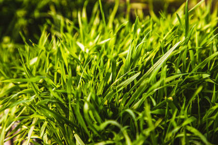 microgreens healthy eco gardening permaculture