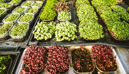microgreens healthy eco gardening permaculture