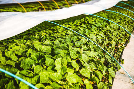 seedlings growing in spring organic bio gardening permaculture