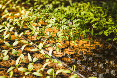 seedlings growing in spring organic bio gardening permaculture