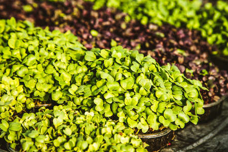 microgreens healthy eco gardening permaculture