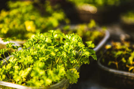 microgreens healthy eco gardening permacultureの写真素材