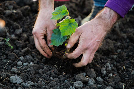 planting a tree in springtime new life conceptの写真素材