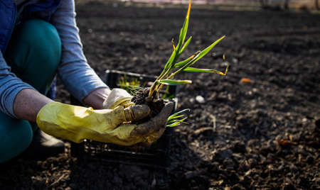 farmer planting garlic seedlings in gardenの写真素材
