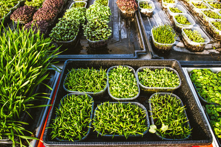 microgreens healthy eco gardening permaculture