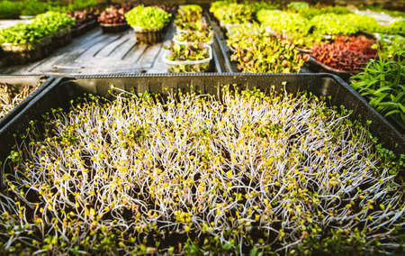microgreens healthy eco gardening permaculture