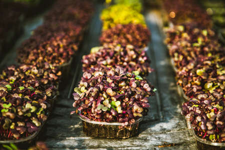 microgreens healthy eco gardening permacultureの写真素材