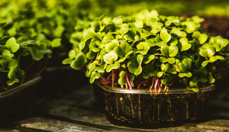 microgreens healthy eco gardening permacultureの写真素材