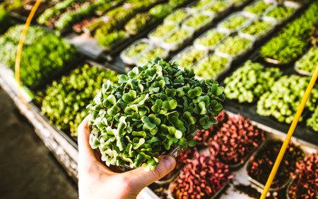 microgreens healthy eco gardening permacultureの写真素材