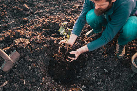planting a tree in springtime new life concept