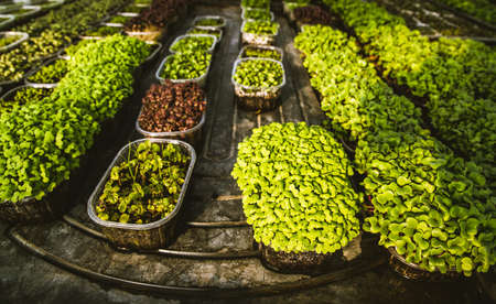 microgreens healthy eco gardening permacultureの写真素材
