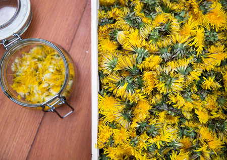 preparation of dandelion syrup or honey from fresh dandelionsの写真素材