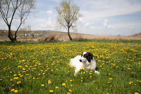 white dog in a spring field of dandelionsの写真素材