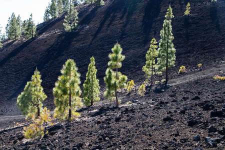 amazing landscape in El Teide national parkの写真素材