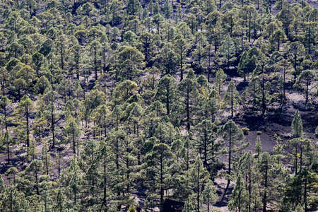 amazing landscape in El Teide national parkの写真素材