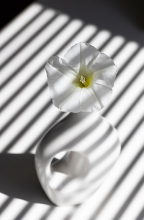 white vase and white flower on abstract striped backgroundの写真素材