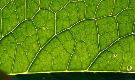 green leaf abstract close upの写真素材
