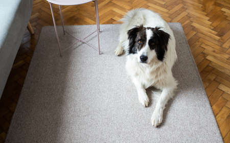 cute white dog in living roomの写真素材