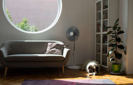 white dog sleeping in modern living roomの写真素材