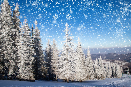 amazing winter landscape with snowy fir trees in the mountainsの写真素材