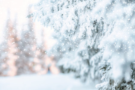 snow covered pine trees amazing winter backgroundの写真素材