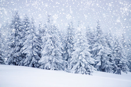magical frozen winter landscape with snow covered fir treesの写真素材