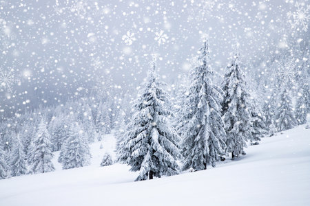 magical frozen winter landscape with snow covered fir treesの写真素材