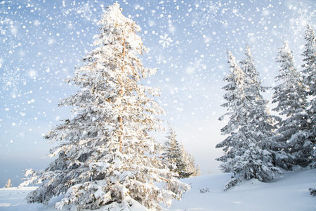 beautiful winter landscape with snowy fir treesの写真素材