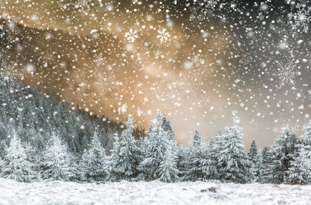 snow covered pine trees amazing winter backgroundの写真素材