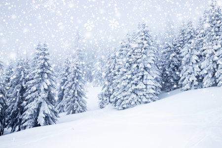 magical frozen winter landscape with snow covered fir treesの写真素材